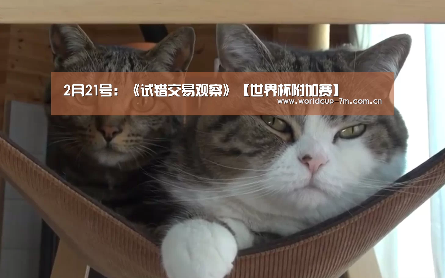 世界杯赛组